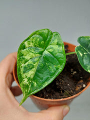 Alocasia Dragon Scale Variegata