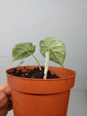 Alocasia Dragon Scale Variegata