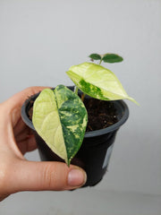 Alocasia Dragon Scale Variegata