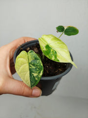 Alocasia Dragon Scale Variegata