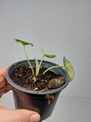Alocasia Dragon Scale Variegata