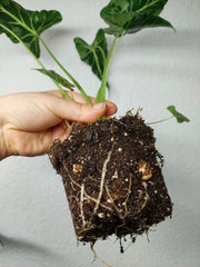 Alocasia Frydek Tattoo (Rhizom / Bulbe)