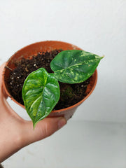Alocasia Dragon Scale Variegata