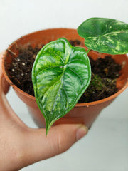 Alocasia Dragon Scale Variegata