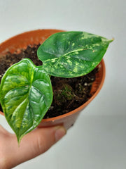 Alocasia Dragon Scale Variegata