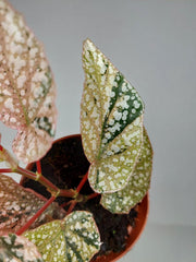 Begonia Snowcap Variegata
