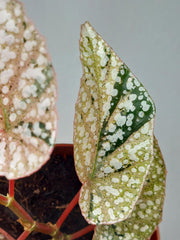 Begonia Snowcap Variegata
