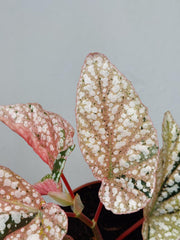 Begonia Snowcap Variegata