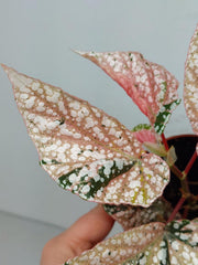 Begonia Snowcap Variegata