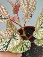 Begonia Snowcap Variegata