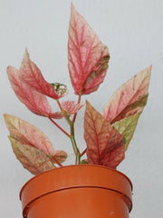 Begonia Snowcap Variegata