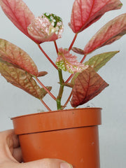 Begonia Snowcap Variegata
