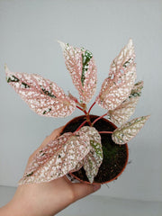 Begonia Snowcap Variegata