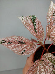 Begonia Snowcap Variegata