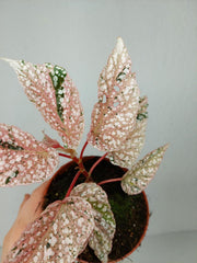 Begonia Snowcap Variegata