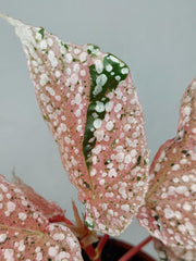 Begonia Snowcap Variegata