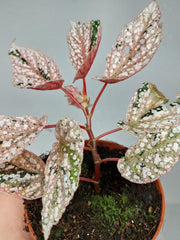 Begonia Snowcap Variegata