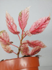 Begonia Snowcap Variegata