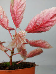 Begonia Snowcap Variegata