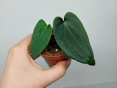 Anthurium Dark Phoenix x Dressleri