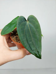 Anthurium Dark Phoenix x Dressleri