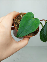 Anthurium Dark Phoenix x Dressleri