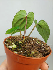 Anthurium Dark Phoenix x Dressleri