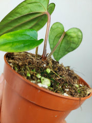 Anthurium Dark Phoenix x Dressleri