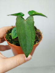 Anthurium Dark Phoenix x Dressleri