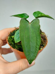 Anthurium Dark Phoenix x Dressleri