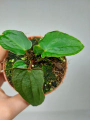 Anthurium Dark Phoenix x Dressleri