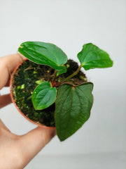 Anthurium Dark Phoenix x Dressleri