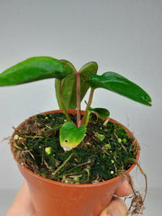 Anthurium Dark Phoenix x Dressleri