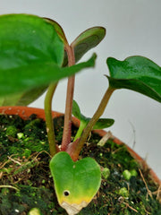 Anthurium Dark Phoenix x Dressleri