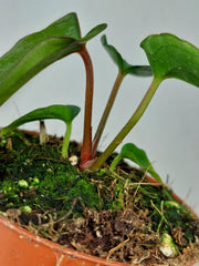 Anthurium Dark Phoenix x Dressleri
