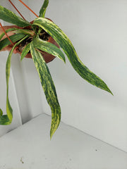 Anthurium Vittarifolium Variegata groß
