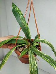 Anthurium Vittarifolium Variegata groß