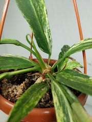 Anthurium Vittarifolium Variegata groß