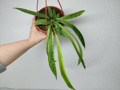 Anthurium Vittarifolium Variegata groß