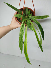 Anthurium Vittarifolium Variegata groß