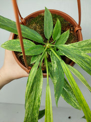 Anthurium Vittarifolium Variegata groß