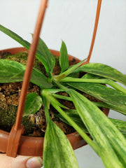 Anthurium Vittarifolium Variegata groß
