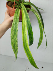 Anthurium Vittarifolium Variegata groß
