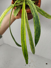 Anthurium Vittarifolium Variegata groß