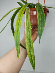 Anthurium Vittarifolium Variegata groß