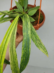 Anthurium Vittarifolium Variegata groß