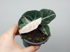Alocasia Black Velvet Pink