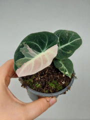 Alocasia Black Velvet Pink