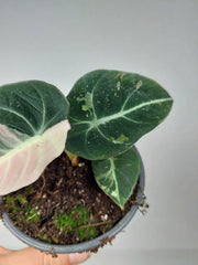 Alocasia Black Velvet Pink
