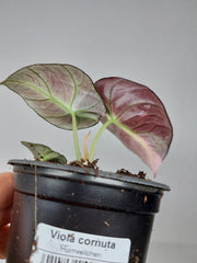 Alocasia Black Velvet Pink